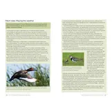 The Complete Guide to Patch Birding - Making the Most of Your Local Area