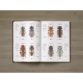 Cerambycidae of the Palearctic region, Volume I - Illustrated Guide to the Longhorn Beetles