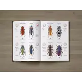Cerambycidae of the Palearctic region, Volume I - Illustrated Guide to the Longhorn Beetles
