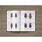 Cerambycidae of the Palearctic region, Volume I - Illustrated Guide to the Longhorn Beetles