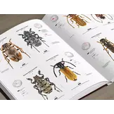 Cerambycidae of the Palearctic region, Volume I - Illustrated Guide to the Longhorn Beetles