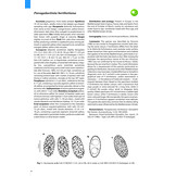 Pezizomycetes of Europe, Volume 1