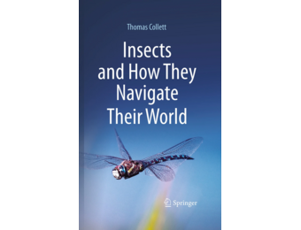 Insects and How They Navigate Their World