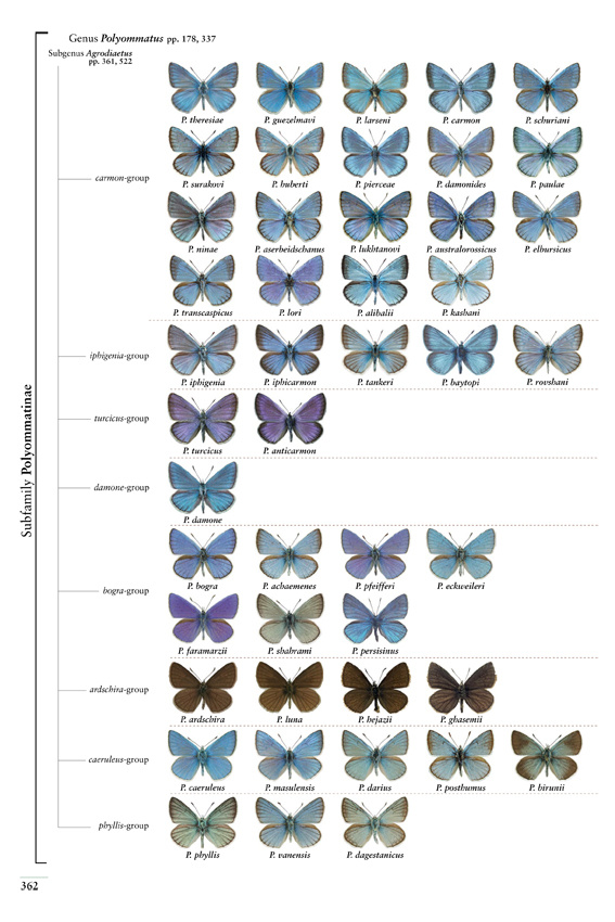 Butterflies of the Western Palaearctic - Volume 2 - Lycaenidae (Agrodiaetus), Riodinidae, Nymphalidae: Libytheinae, Danainae, Charaxinae, Apaturinae, Limenitidinae, Nymphalinae, Heliconiinae, Satyrinae