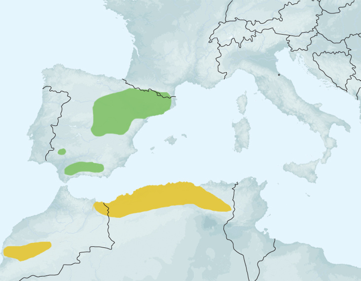 Butterflies of the Western Palaearctic - Volume 2 - Lycaenidae (Agrodiaetus), Riodinidae, Nymphalidae: Libytheinae, Danainae, Charaxinae, Apaturinae, Limenitidinae, Nymphalinae, Heliconiinae, Satyrinae
