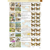 Butterflies of the Western Palaearctic - Volume 2 - Lycaenidae (Agrodiaetus), Riodinidae, Nymphalidae: Libytheinae, Danainae, Charaxinae, Apaturinae, Limenitidinae, Nymphalinae, Heliconiinae, Satyrinae