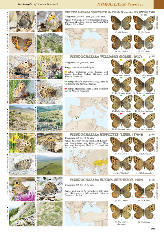 Butterflies of the Western Palaearctic - Volume 2 - Lycaenidae (Agrodiaetus), Riodinidae, Nymphalidae: Libytheinae, Danainae, Charaxinae, Apaturinae, Limenitidinae, Nymphalinae, Heliconiinae, Satyrinae