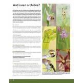 Orchideeën in Nederland - Ecologie, determinatie & beheer