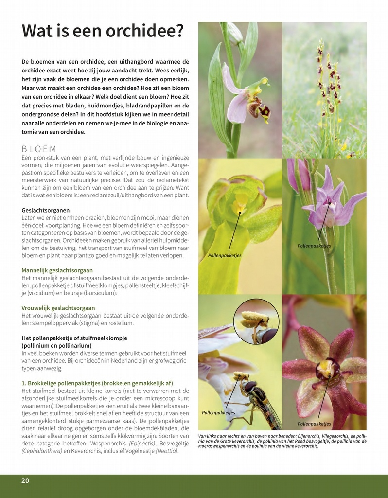 Orchideeën in Nederland - Ecologie, determinatie & beheer