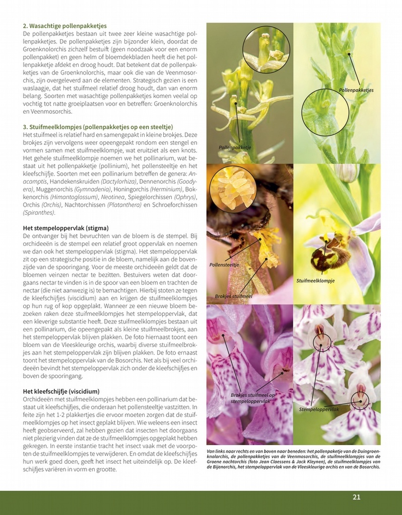 Orchideeën in Nederland - Ecologie, determinatie & beheer