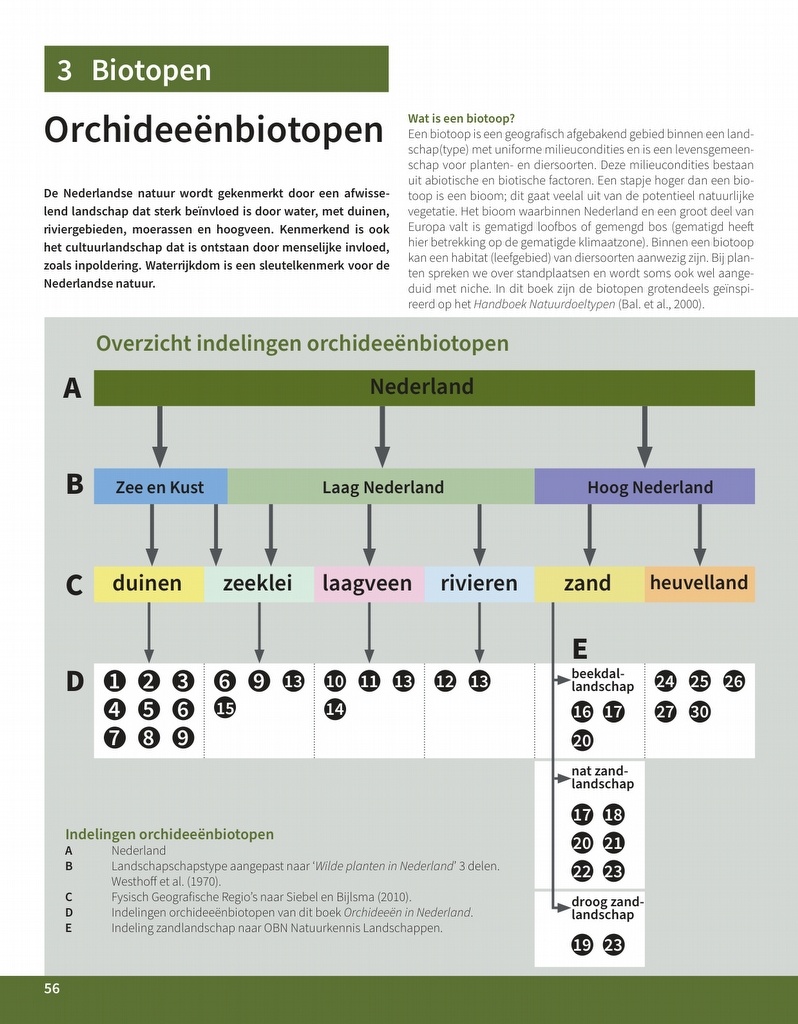 Orchideeën in Nederland - Ecologie, determinatie & beheer