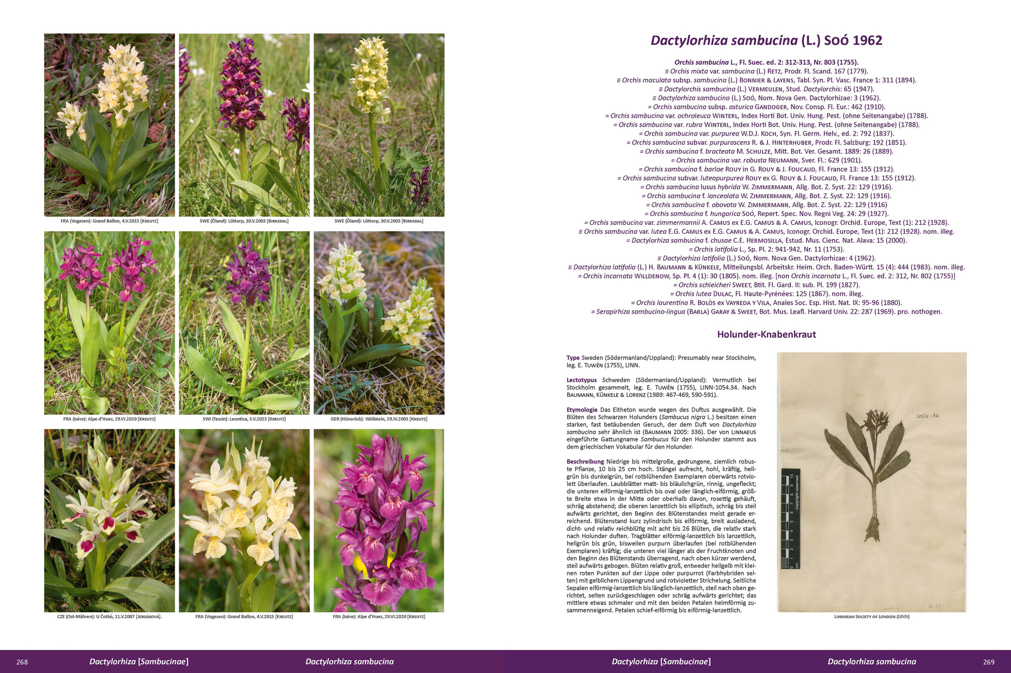Die Orchideen Europas, Nordafrikas und Vorderasiens (5-Volume Set)