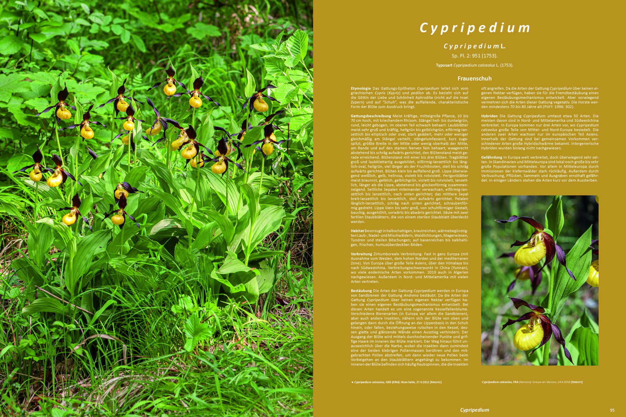 Die Orchideen Europas, Nordafrikas und Vorderasiens (5-Volume Set)