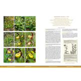Die Orchideen Europas, Nordafrikas und Vorderasiens (5-Volume Set)