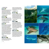 Marine Life of the Caribbean