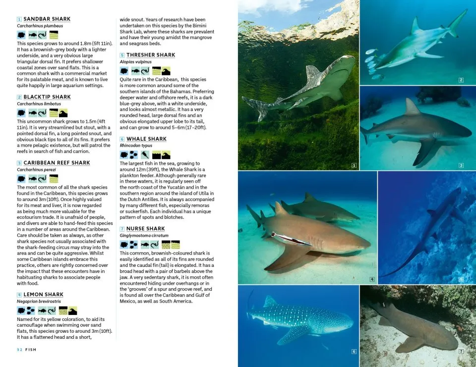 Marine Life of the Caribbean