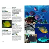 Marine Life of the Caribbean