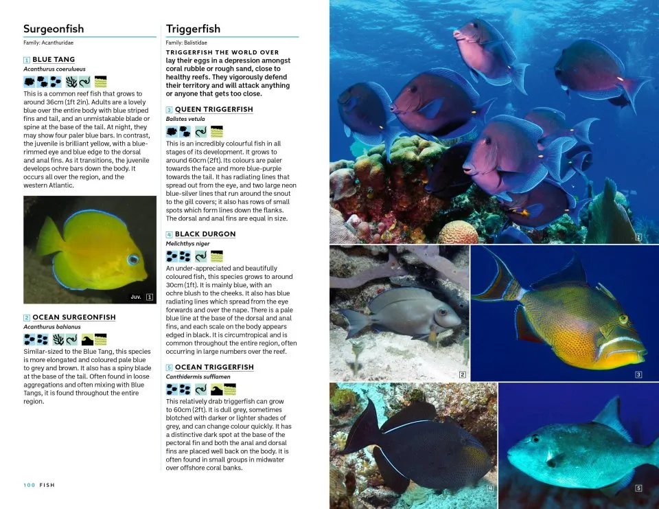 Marine Life of the Caribbean