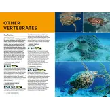 Marine Life of the Caribbean