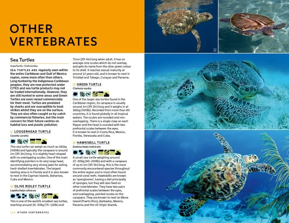 Marine Life of the Caribbean