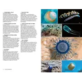 Marine Life of the Caribbean