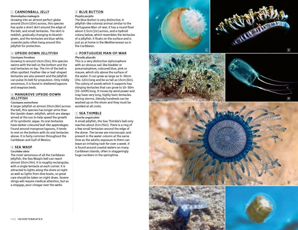 Marine Life of the Caribbean