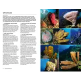 Marine Life of the Caribbean