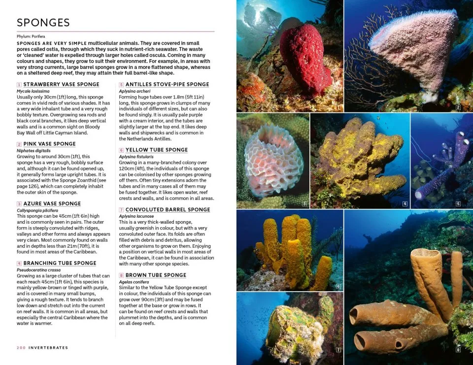 Marine Life of the Caribbean