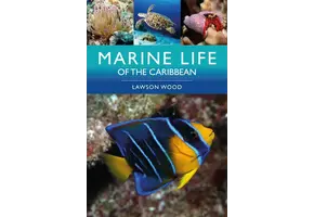 Marine Life of the Caribbean