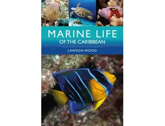 Marine Life of the Caribbean