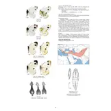 Guide to the Butterflies of the Palearctic Region - Pieridae part V