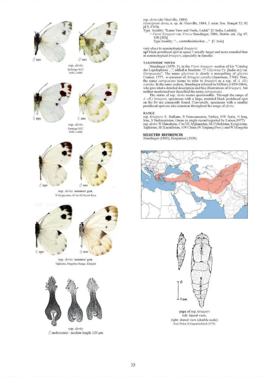 Guide to the Butterflies of the Palearctic Region - Pieridae part V