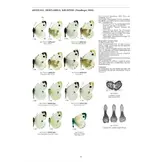 Guide to the Butterflies of the Palearctic Region - Pieridae part V
