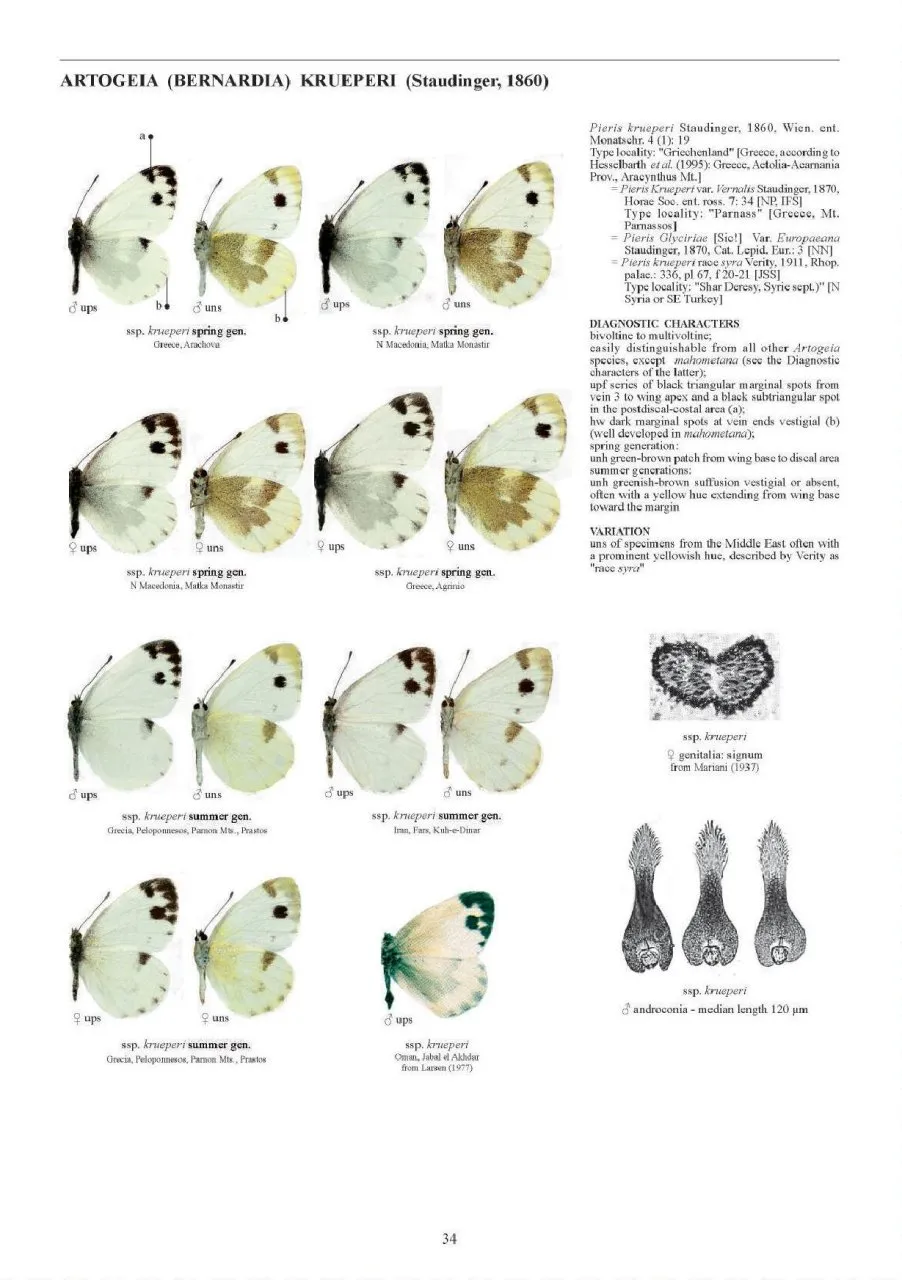 Guide to the Butterflies of the Palearctic Region - Pieridae part V