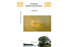 Grasbarki Libellen van Suriname