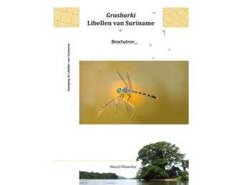 Grasbarki Libellen van Suriname