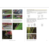 Grasbarki Libellen van Suriname