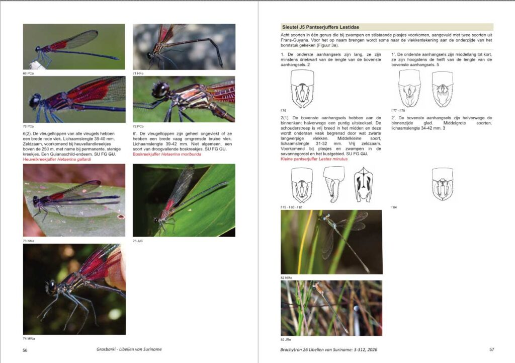 Grasbarki Libellen van Suriname