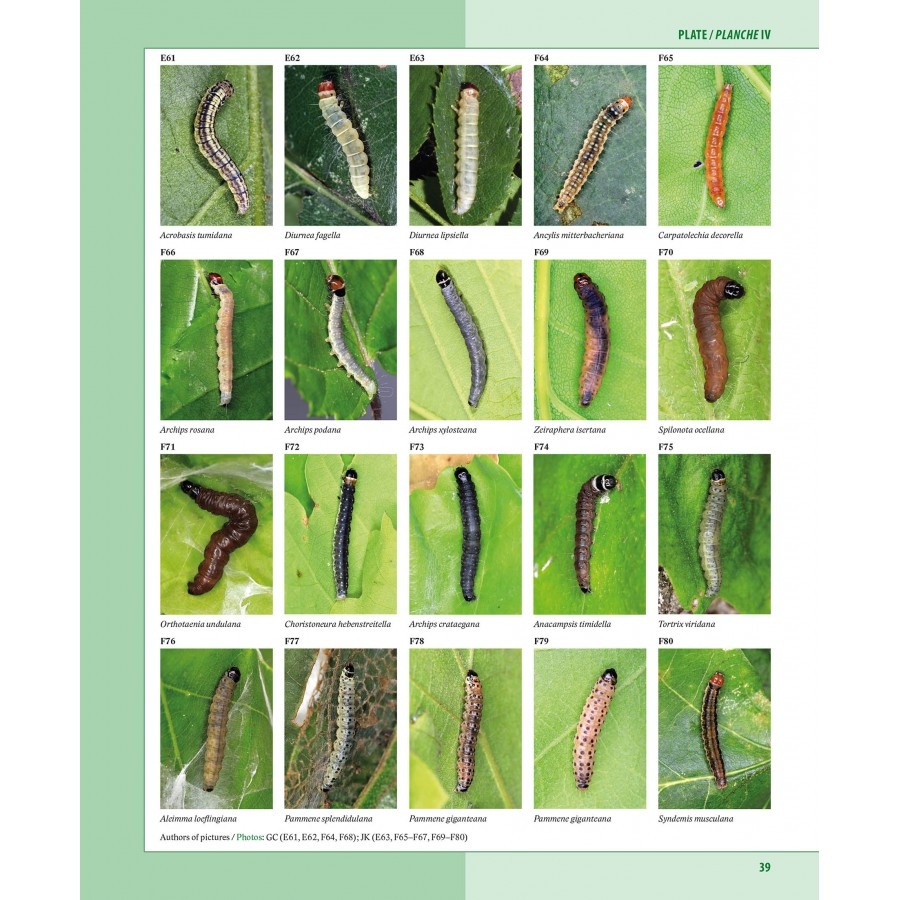 Caterpillars on oaks in central Europe
