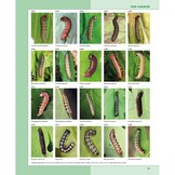 Caterpillars on oaks in central Europe