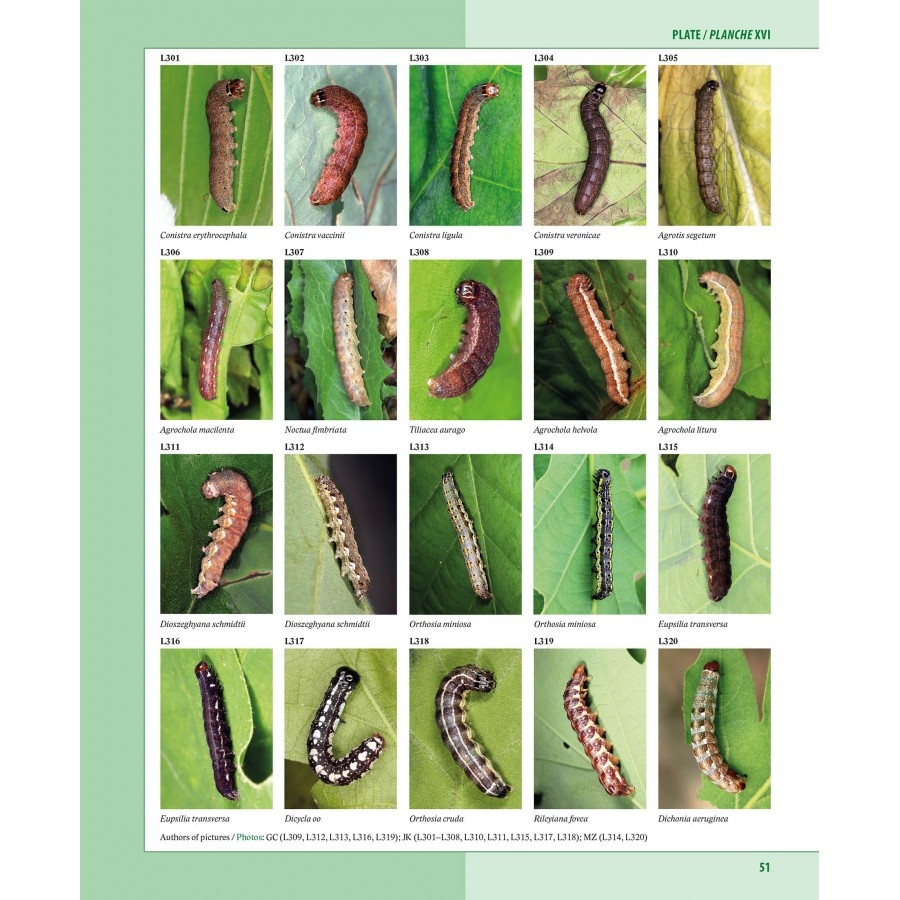 Caterpillars on oaks in central Europe