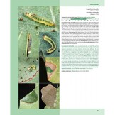 Caterpillars on oaks in central Europe