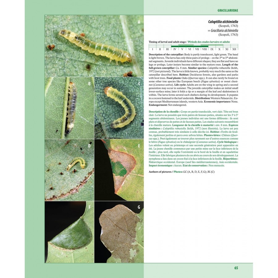 Caterpillars on oaks in central Europe