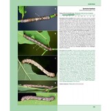 Caterpillars on oaks in central Europe