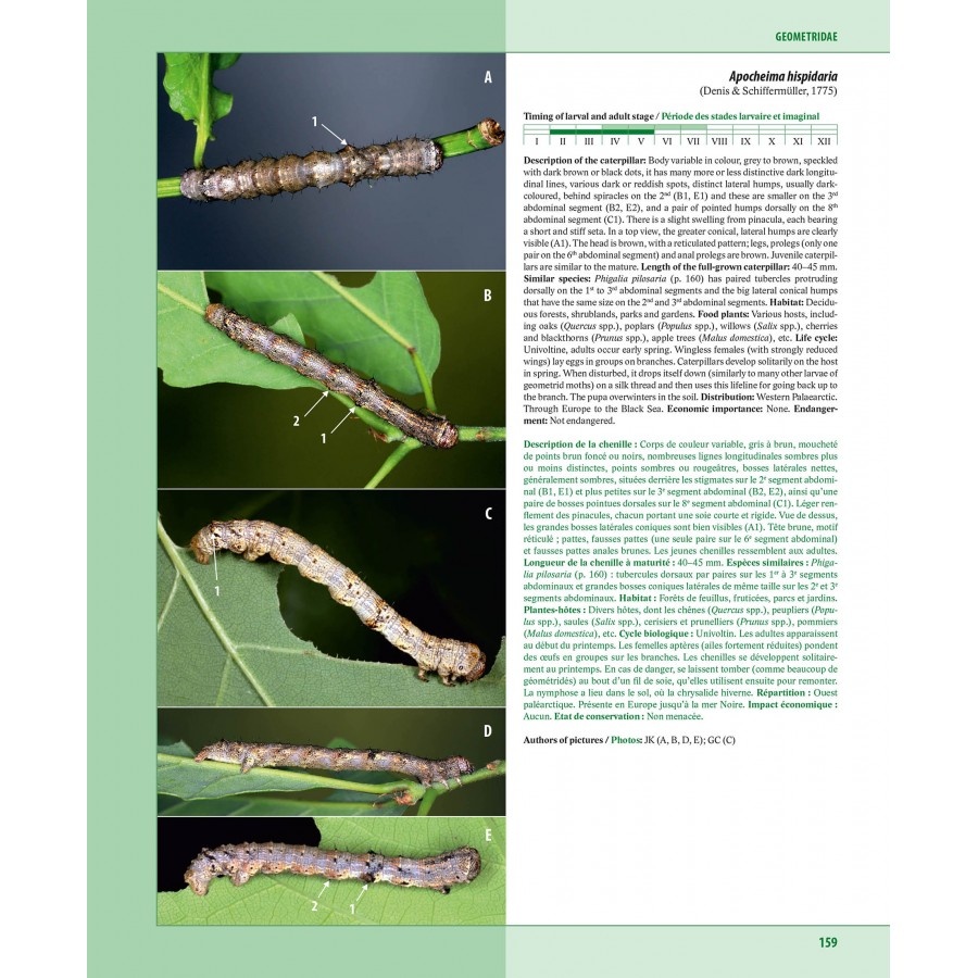 Caterpillars on oaks in central Europe