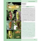 Caterpillars on oaks in central Europe