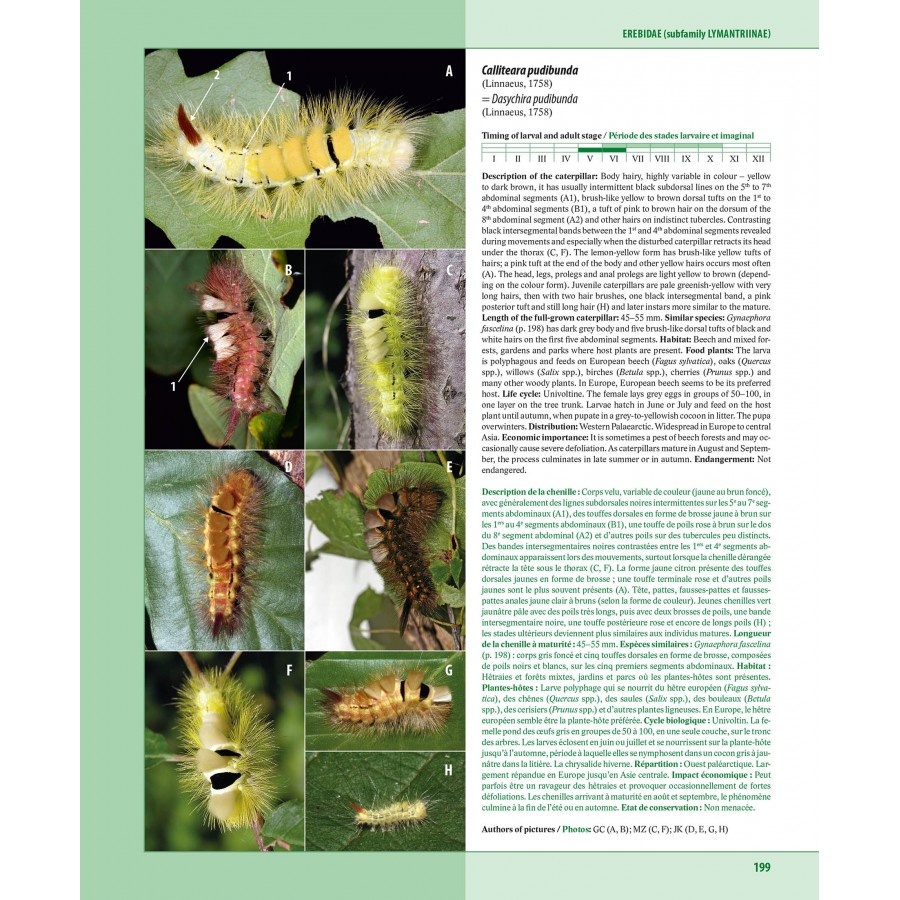 Caterpillars on oaks in central Europe