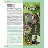 Caterpillars on oaks in central Europe