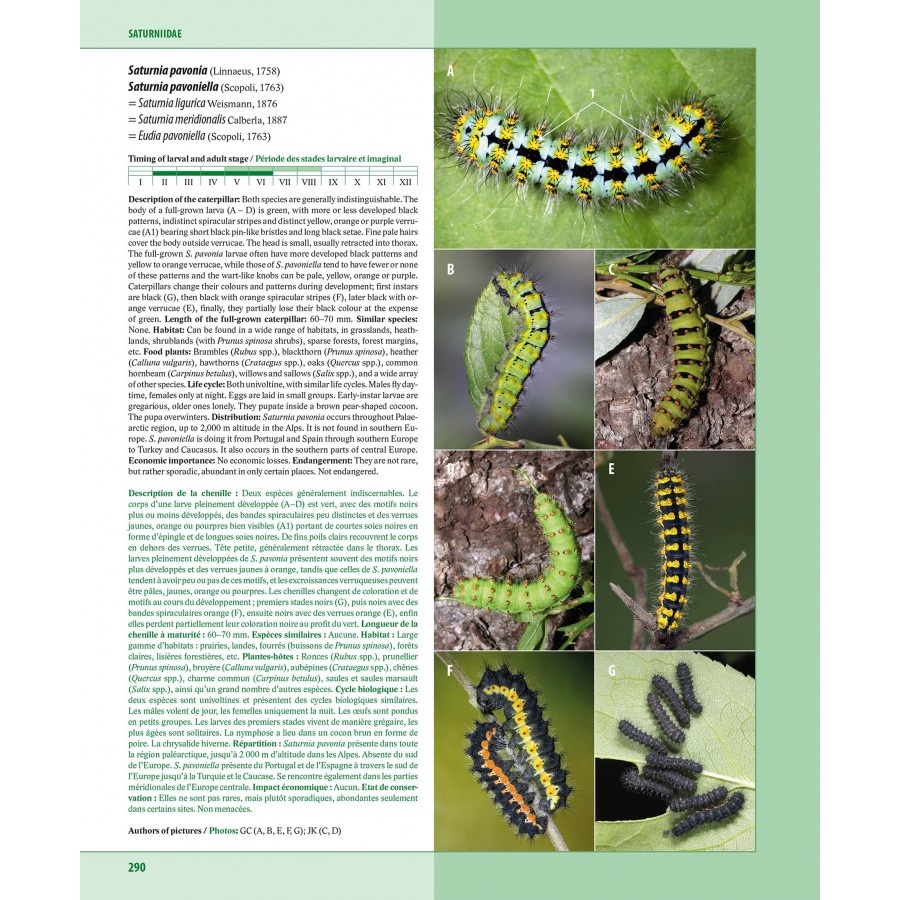 Caterpillars on oaks in central Europe