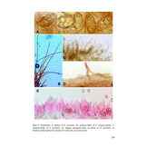 Flora Agaricina Neerlandica, Volume 1, supplement / Fungi Europaei, Volume 5C - Entolomo s.l.